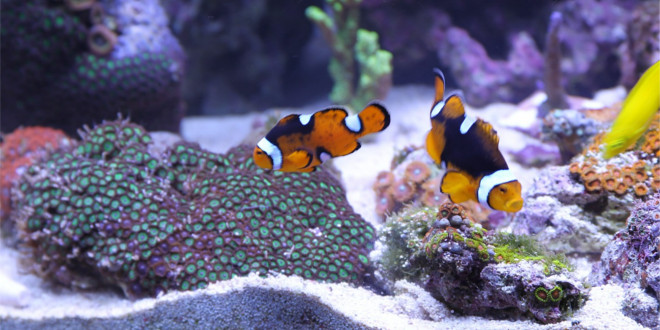 Schneckenplage im Aquarium