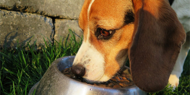 Die große Diskussion um getreidefreies Hundefutter