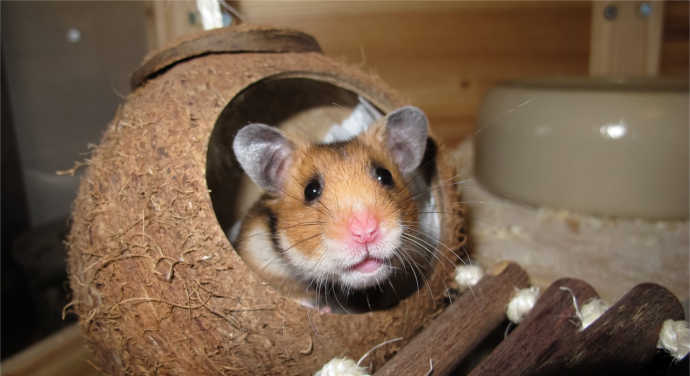 Hamster eingewöhnen – so funktioniert eine sanfte Eingewöhnung