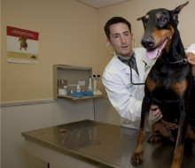 Kosten für Tierarzt