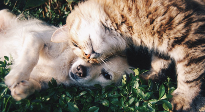 Vertragen sich Hunde und Katzen?