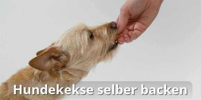 Hundekekse selber backen