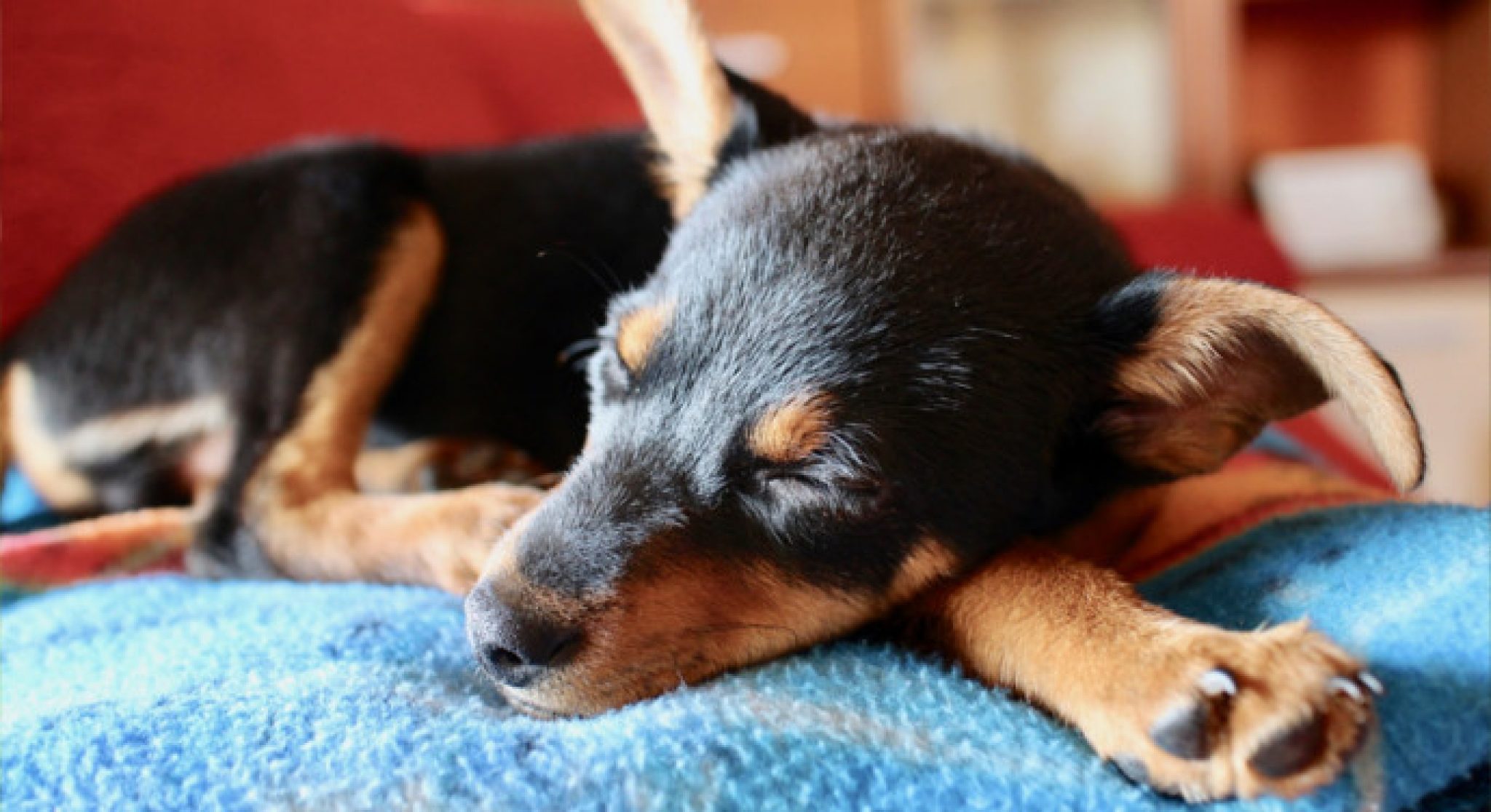 Wissenswerte Fakten über das Schlafverhalten von Hunden