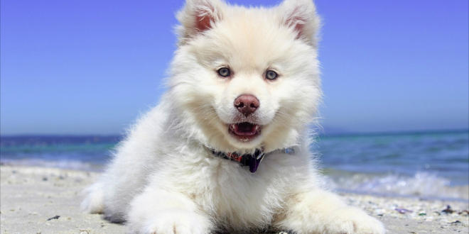 Urlaub mit Hund