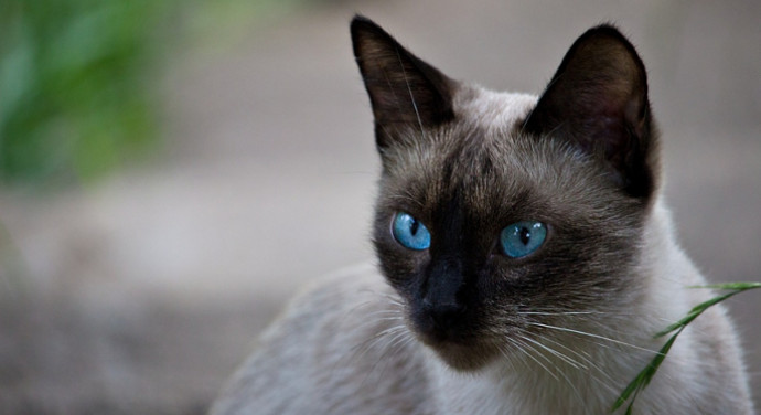 Welche Katzenrasse passt zu mir?
