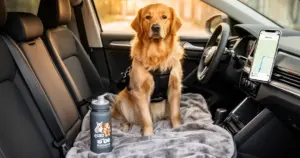 Tierisch Sparen – Hund sitzt gesichert im Auto bei tierfreundlicher Mitfahrgelegenheit